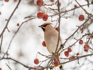 Bohemian Waxwing, Bombycilla garrulus, sitting on the bush and feeding on wild red apples in winter or early spring time.
