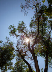 trees in the spring season on a sunny day