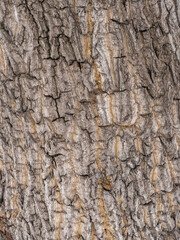 Texture of embossed bark of an old maple