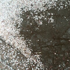 ripples & rain drops on the street puddle with sakura petals