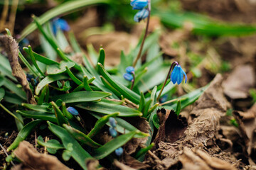 The first spring flower in the forest, among the leaves, close-up.