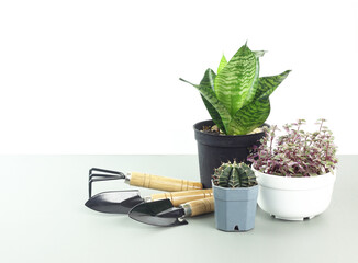Gardening tools and plant on table against white background - save the earth concept - increase oxygen and ozone
