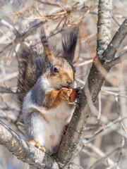 The squirrel with nut sits on tree in the winter or late autumn