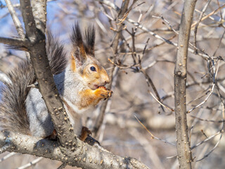 The squirrel with nut sits on tree in the winter or late autumn