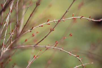 pomegranate tree new leaf bids. greenish pastel tones. abstract background with space for copy