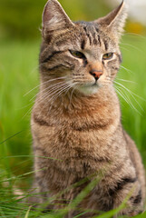 Naklejka na ściany i meble Cat is sitting in a meadow, spring and summer season, domestic animal, portrait 