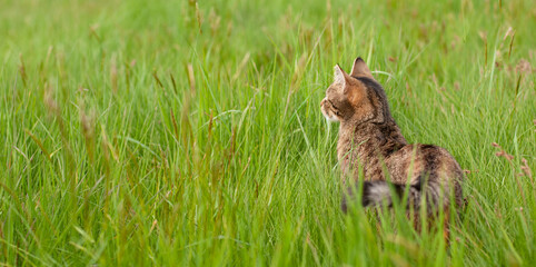 Cat is sitting in a meadow, spring and summer season, domestic animal, portrait
