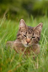 Cat is sitting in a meadow, spring and summer season, domestic animal, portrait

