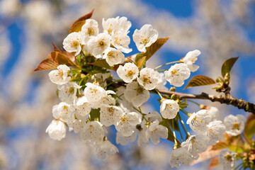 Cherry blossoms in the spring, blue sky, springtime season, botanic
