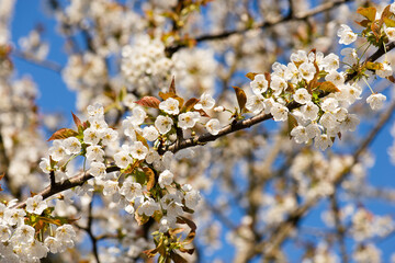 Cherry blossoms in the spring, blue sky, springtime season, botanic
