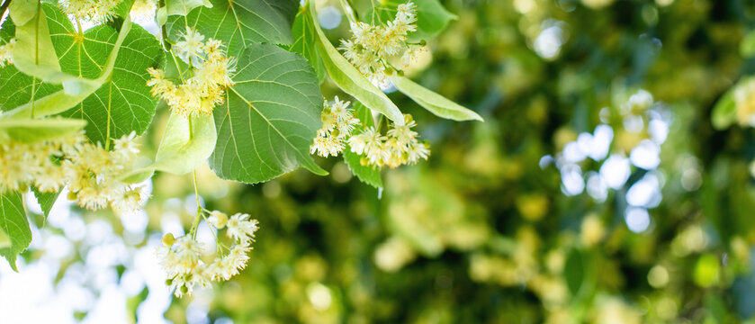 Spring banner background with Linden tree flowers clusters tilia cordata, europea, small-leaved lime, littleleaf linden bloom. Pharmacy, apothecary, natural medicine, healing herbal tea, aromatherapy