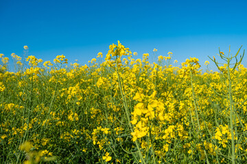 Beautiful farm landscape with yellow rapeseed at blossom field in Germany, at Spring and blue sunny sky.