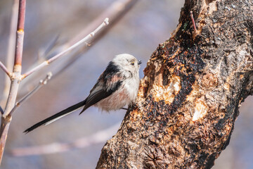 Two European long-tailed tits, latin name Aegithalos caudatus. Two birds sitting on a branch in a deciduous forest.