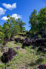 Fototapeta na wymiar Hiking trail „Trace Jaune“, Terre-de-Bas, Iles des Saintes, Les Saintes, Guadeloupe, Lesser Antilles, Caribbean.