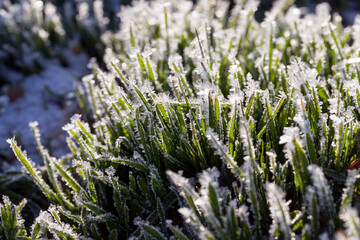 grass covered with ice and frost in the winter season