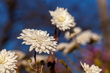 old autumn flowers with damage and other disadvantages