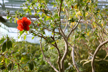 Red Camellia Japanese flower bud also known as common camellia among green foliage on a tree...