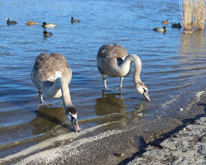 Karmienie dzikich zwierząt - problem urbanizacji zwierząt - uzależnienie od pomocy ludzi - zatruwanie zwierząt © Robert