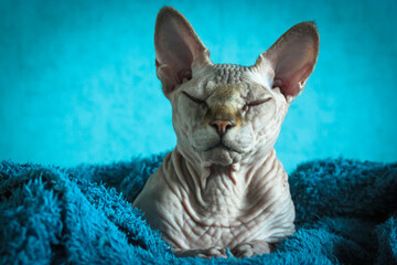 Hairless Canadian Sphynx bald cat with closed eyes sleeping deeply lying on gray couch under soft blue plaid. Naptime. Cute pet at home. Sphinx feline. Good night, sweet dreams concept. Space for text