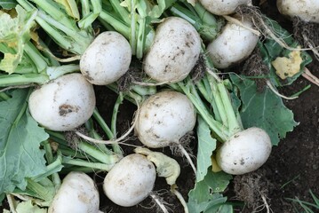 Little turnips harvestinng in the vegetable garden. Brassicaceae root vegetables.