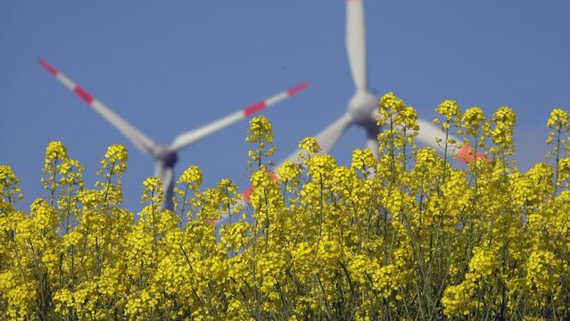 Grüne Energie, Rapsfeld und Windenergie