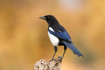Common magpie with the first light of the day on a cold winter day in a Mediterranean forest