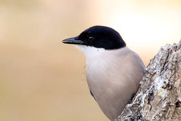 Close-up of the head of an Azure-winged magpie in the early light of day