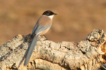 Azure-winged magpie in an area of Mediterranean scrub and forest in its territory with the first light of day