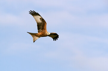 Red kite in flight with the first light of the day