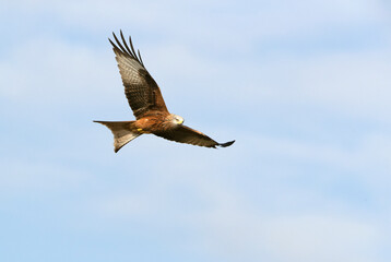 Red kite in flight with the first light of the day