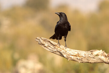 Carrion crow in a Mediterranean forest area of its territory with the first light of the day