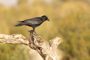 Carrion crow in a Mediterranean forest area of its territory with the first light of the day