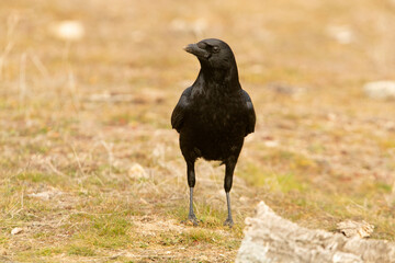 Carrion crow in a Mediterranean forest area of its territory with the first light of the day