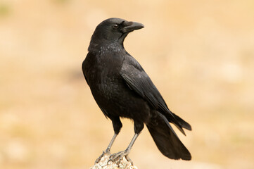 Carrion crow in a Mediterranean forest area of its territory with the first light of the day