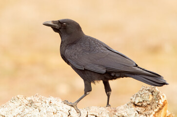 Obraz premium Carrion crow in a Mediterranean forest area of its territory with the first light of the day
