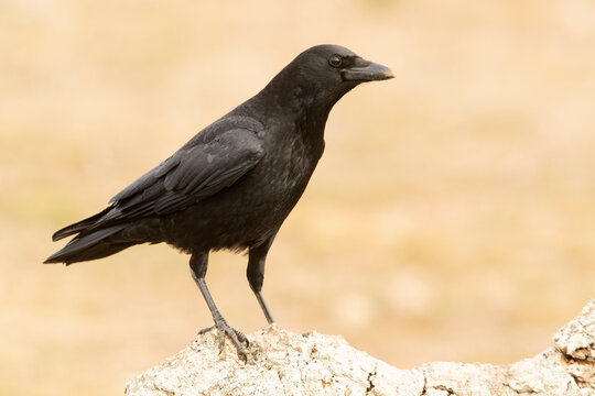 Carrion crow in a Mediterranean forest area of its territory with the first light of the day