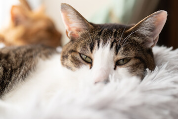 薄目の猫　キジトラ白