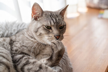 毛繕いをする猫　サバトラ猫