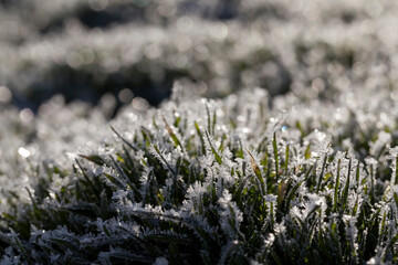 grass covered with ice and frost in the winter season