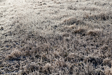 grass covered with ice and frost in the winter season