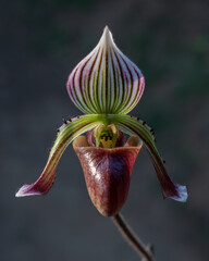Closeup front view of colorful purple, white and green lady slipper orchid flower paphiopedilum fowliei (species) isolated outdoors on dark natural background
