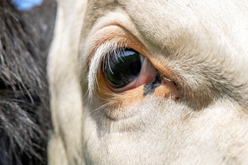 One eye cow, close up of a dairy black and white, looking calm and tranquil