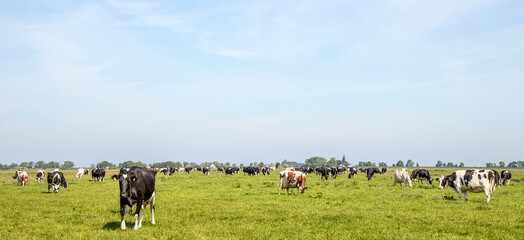 Group of cows grazing in the pasture, peaceful and sunny with a blue sky at the horizon, panoramic wide view