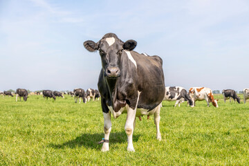 Cow grazing in a field, standing in a pasture under a blue sky and a horizon over land