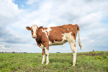 Red cow calf cute eyes looking and pink nose, lovely and innocent cute standing in a green field,...