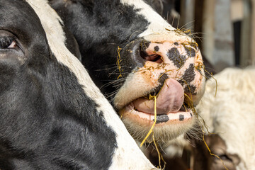 Close up of a cow's nose and mouth, tongue licking lips and straw. Cow in stable at feeding time in a barn, mouth full hay