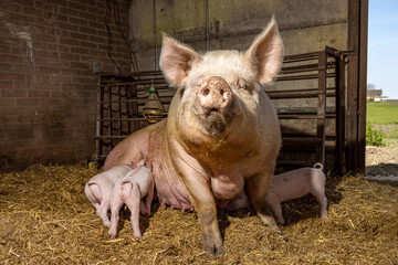 Sow pig and her cute pink piglets drinking in the straw in a barn from mother pig's teats, suckling milk © Clara