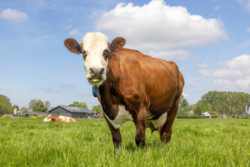 Red cow fleckvieh, simmental cattle breed known as: groninger blaarkop, in a field with a blue sky as background