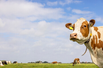 Cow looking at right side, head around the corner, a blue sky, pink nose and friendly and calm...