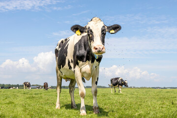 Cow and flies, buzzing and flying, nosy black and white, approaching walking towards and looking at the camera standing in a pasture under a blue sky and a horizon over land
